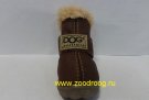 ���� Dog ����������