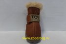 ���� Dog ���������